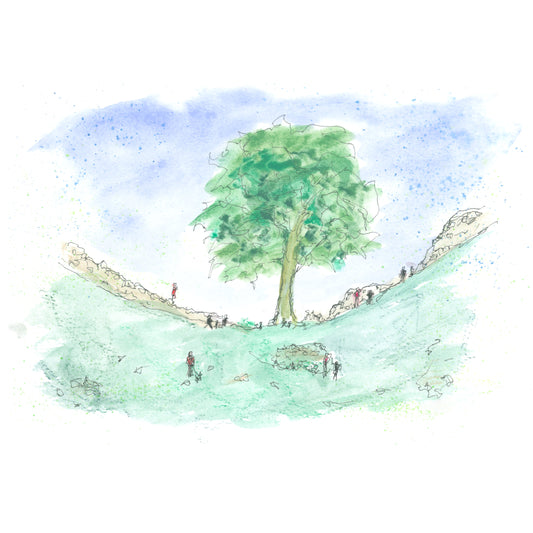 Watercolour painting of the Sycamore Gap Tree, standing alone in the dip of Hadrian's Wall, painted in rich vibrant colours against a dramatic Northumberland sky
